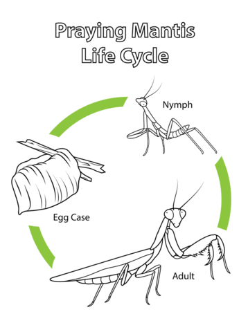 Life Cycle Of Praying Mantis Coloring Page